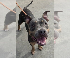 American Staffordshire Terrier Dogs for adoption in Fort Lauderdale, FL, USA
