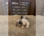 Small Photo #6 Welsh Cardigan Corgi Puppy For Sale in SUN PRAIRIE, WI, USA