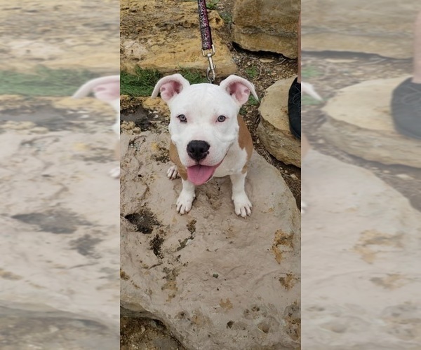 Medium Photo #1 American Bully-Chinese Shar-Pei Mix Puppy For Sale in TOPEKA, KS, USA