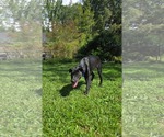 Small #4 Huskies -Labrador Retriever Mix