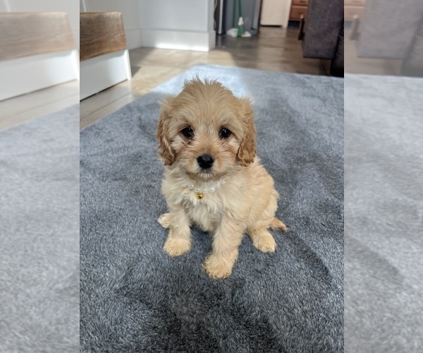 Medium Photo #2 Cavapoo Puppy For Sale in BELDING, MI, USA