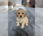 Small #1 Cavapoo