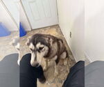 Small #1 Alaskan Malamute Mix