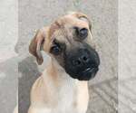 Small #7 Box-a-Pug