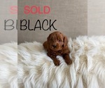 Small Photo #9 Goldendoodle (Miniature) Puppy For Sale in SYRACUSE, UT, USA