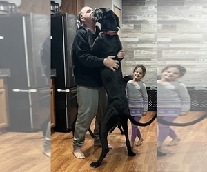 Father of the Great Dane puppies born on 09/09/2026