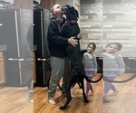 Small Photo #1 Great Dane Puppy For Sale in MAYSVILLE, KY, USA