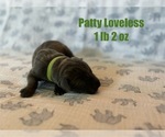 Puppy Patty Loveless Great Dane