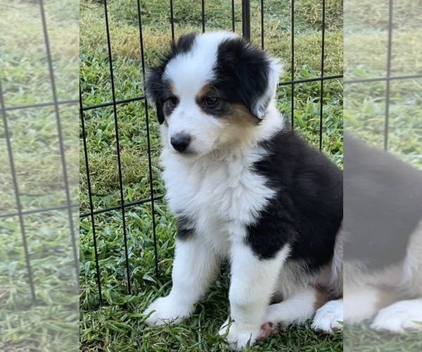 Medium Photo #18 Miniature Australian Shepherd Puppy For Sale in LA CANADA FLINTRIDGE, CA, USA