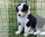 Small Photo #18 Miniature Australian Shepherd Puppy For Sale in LA CANADA FLINTRIDGE, CA, USA