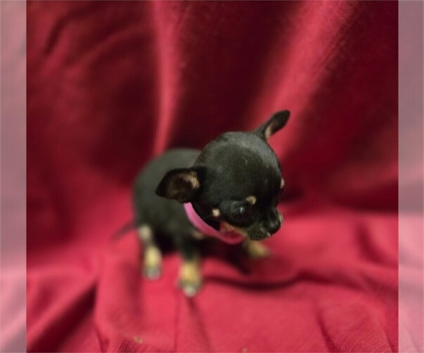 Medium Photo #7 Chihuahua Puppy For Sale in FORT LAUDERDALE, FL, USA