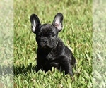 Small Photo #3 French Bulldog Puppy For Sale in Hollywood, FL, USA