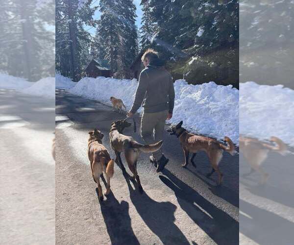 Medium Photo #4 Mutt Puppy For Sale in Imlay City, MI, USA