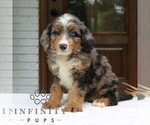 Small #1 Bernedoodle (Miniature)