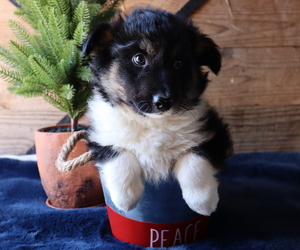 Border Sheepdog Puppy for sale in HONEY BROOK, PA, USA