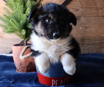 Small Photo #1 Border Sheepdog Puppy For Sale in HONEY BROOK, PA, USA