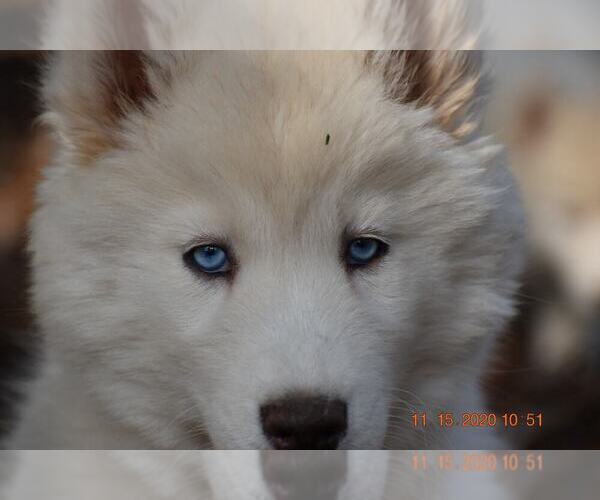 Medium Photo #1 Siberian Husky Puppy For Sale in DINWIDDIE, VA, USA