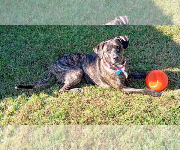 Medium Photo #3 Mutt Puppy For Sale in Minneapolis, MN, USA