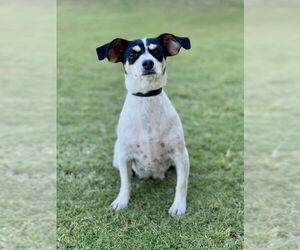 Rat Terrier-Unknown Mix Dogs for adoption in PIPE CREEK, TX, USA