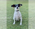 Small Rat Terrier Mix