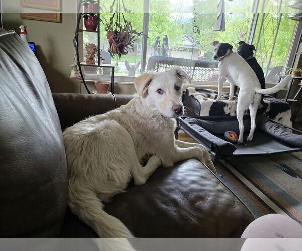 Medium Photo #15 Huskies -Unknown Mix Puppy For Sale in Sandy, UT, USA