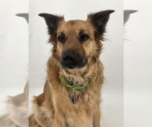 Golden Shepherd Dogs for adoption in Princeton, MN, USA