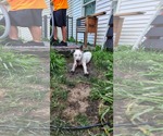 Small #3 Border Collie Mix