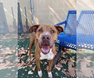 LADY - Female American Pit Bull Terrier-Unknown Mix Dog for Adoption - Photo #3