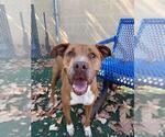 Small #2 American Pit Bull Terrier Mix