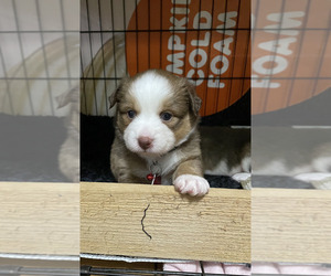 Australian Shepherd-Jack Russell Terrier Mix Puppy for sale in PAWTUCKET, RI, USA