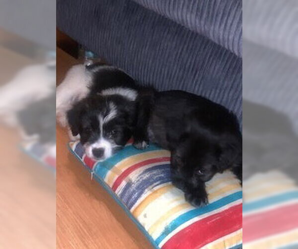 Medium Photo #3 Shih Tzu-Unknown Mix Puppy For Sale in Evansville, IN, USA