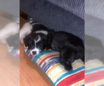 Small Photo #3 Shih Tzu-Unknown Mix Puppy For Sale in Evansville, IN, USA