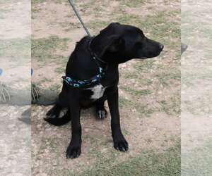 Kota - Male Labrador Retriever Dog for Adoption - Photo #4