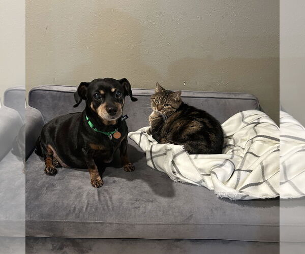 Medium Photo #11 Dachshund-Unknown Mix Puppy For Sale in Fargo, ND, USA