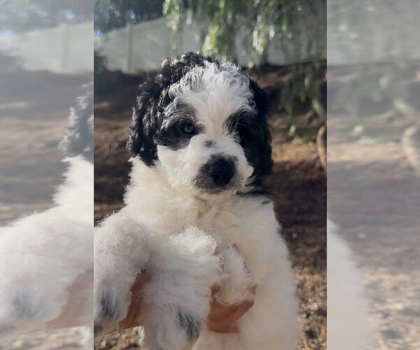 Medium Photo #3 Mutt Puppy For Sale in San Diego, CA, USA