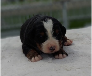 Bernese Mountain Dog Puppy for Sale in FRYTOWN, Iowa USA