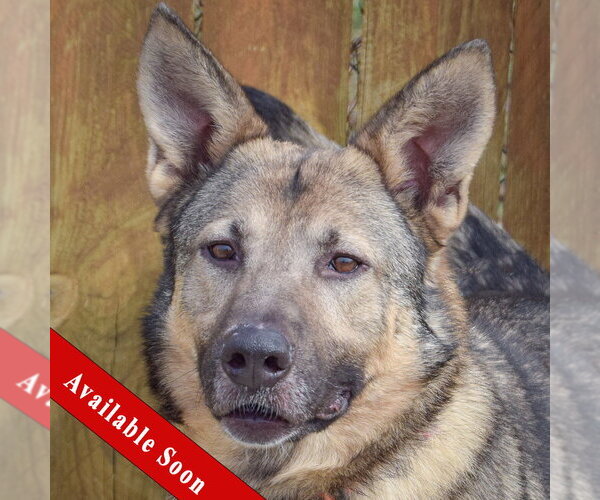 Medium Photo #1 German Shepherd Dog Puppy For Sale in Huntley, IL, USA