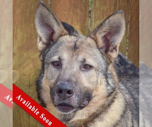 German Shepherd Dog Dogs for adoption in Huntley, IL, USA