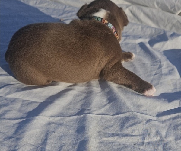 Medium Photo #5 Boston Terrier Puppy For Sale in BERYL, UT, USA