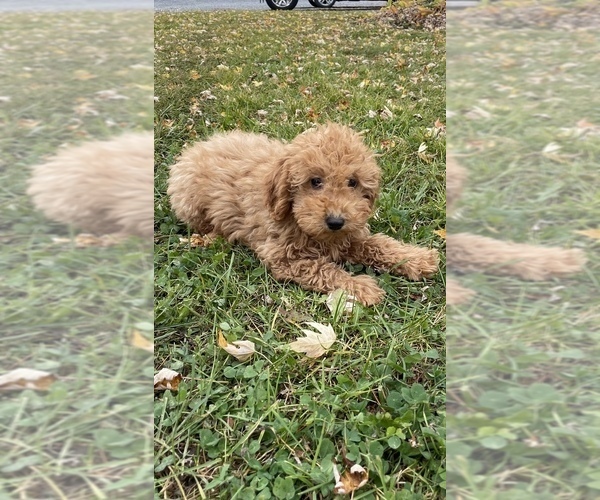 Medium Photo #5 Poodle (Toy) Puppy For Sale in CANOGA, NY, USA