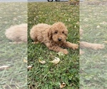 Small Photo #5 Poodle (Toy) Puppy For Sale in CANOGA, NY, USA