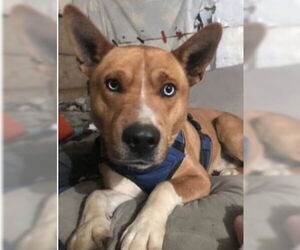 Mutt Dogs for adoption in Westwood, NJ, USA