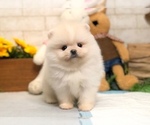 Small Photo #6 Pomeranian Puppy For Sale in SAN JOSE, CA, USA