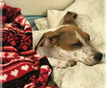 Small #10 Dachshund Mix