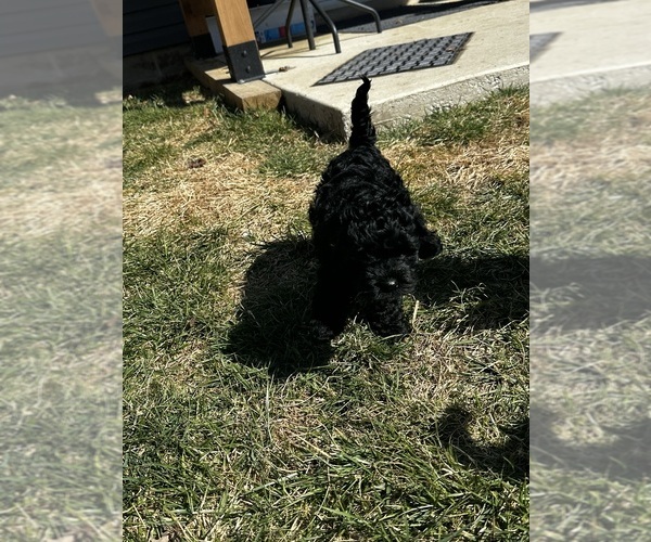 Medium Photo #2 Cockapoo (Miniature) Puppy For Sale in GREENTOWN, IN, USA