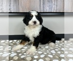 Small #2 Miniature Bernedoodle