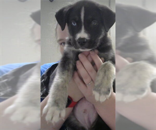 Medium Photo #1 Siberian Husky-Unknown Mix Puppy For Sale in Pasadena, TX, USA