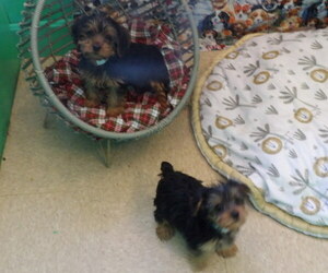 Yorkshire Terrier Litter for sale in PATERSON, NJ, USA