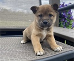 Small #4 Alaskan Husky-Border Collie Mix