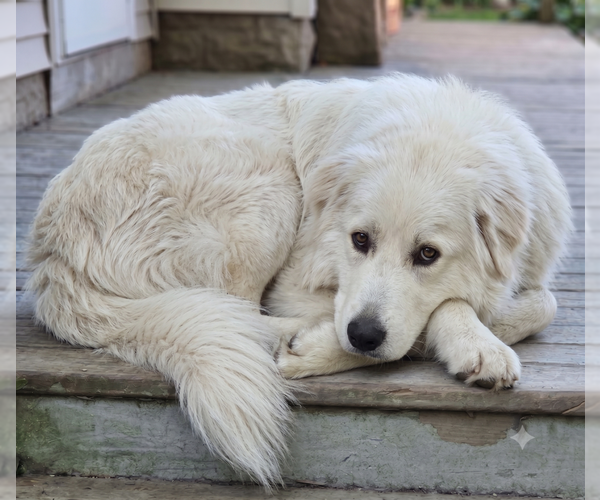 Medium Photo #2 Great Pyrenees-Unknown Mix Puppy For Sale in Grovertown, IN, USA